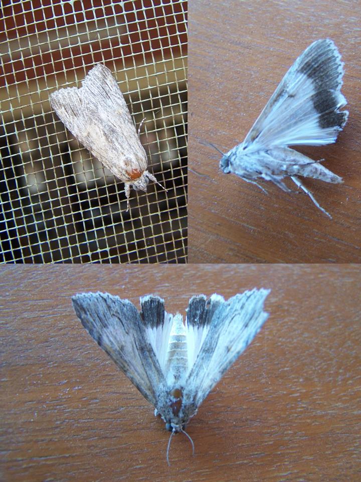 FIGURE 25 FIGURE 25